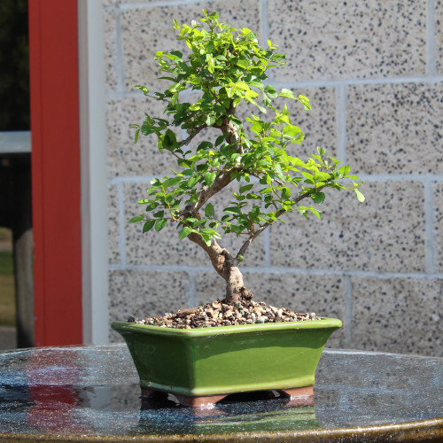 a small tree in a pot