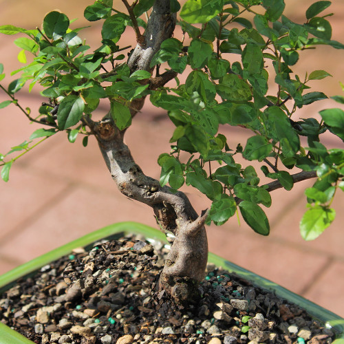 A small bonsai tree in a green container is placed on a textured brick patio, highlighting its delicate form