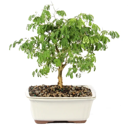 a small tree in a pot