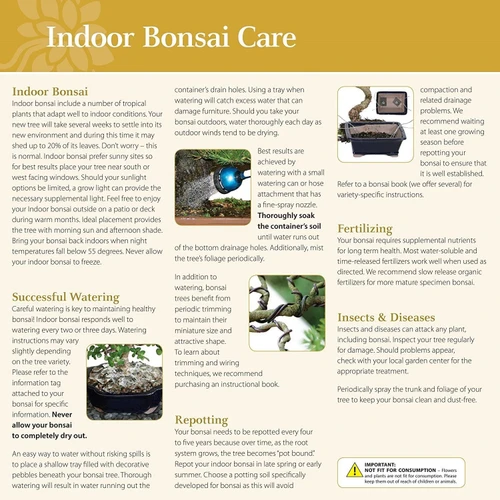 a close-up of a bonsai care