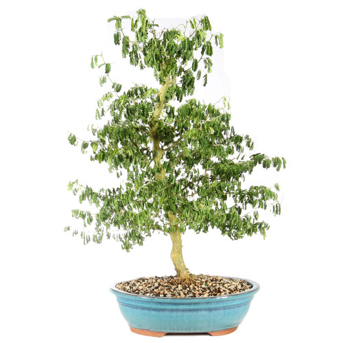 a small tree in a pot