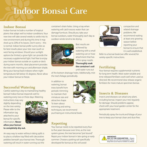 a close-up of a bonsai care