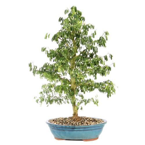a small tree in a pot