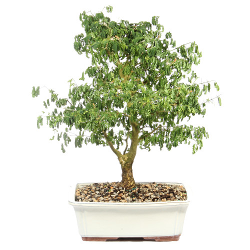 Brazillian Rain Tree - ST4924BRT- A