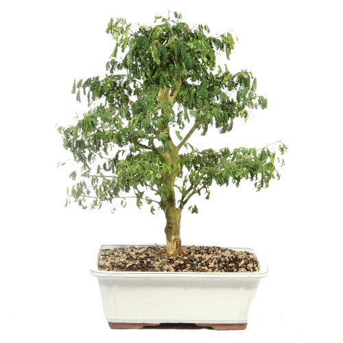 a small tree in a white pot