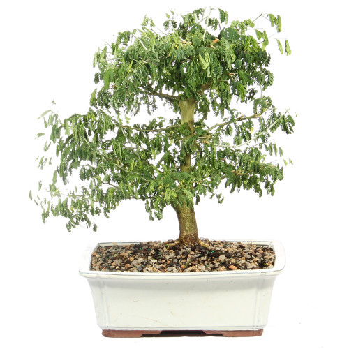 Brazillian Rain Tree - ST4924BRT- D