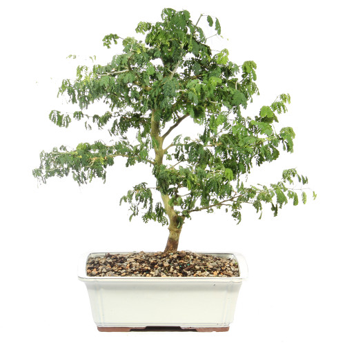 Brazillian Rain Tree - ST4924BRT- E