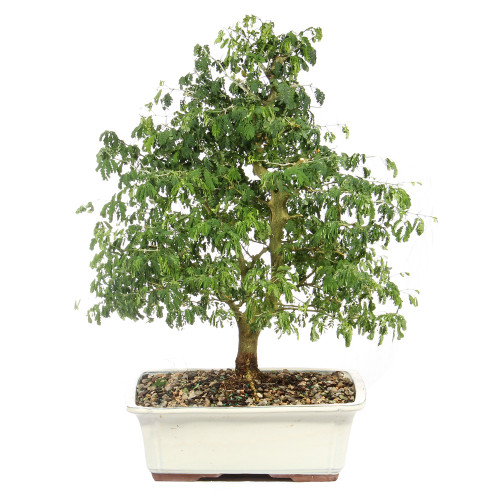 a tree in a pot