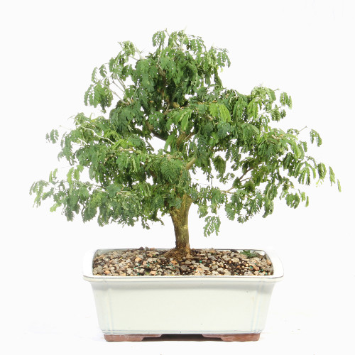 Brazillian Rain Tree - ST4924BRT- J