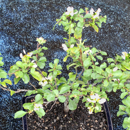 A small bonsai tree adorned with delicate flowers, showcasing its intricate branches and vibrant blooms