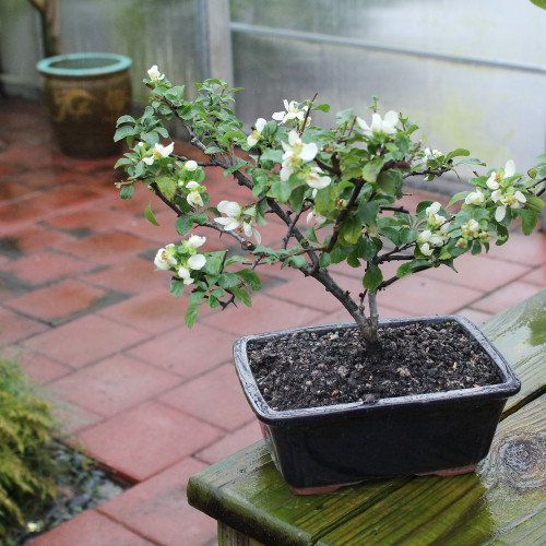 White Chojubai Quince - DT0124WCQ