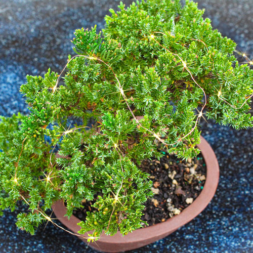 Green Mound Juniper With Lights - DT7079GMJL - Brussel's Bonsai