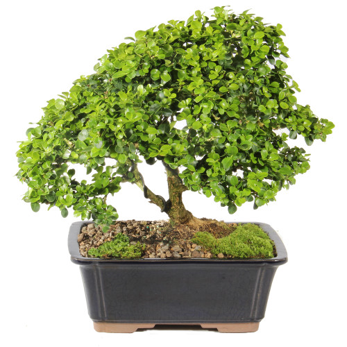 Dwarf Kingville Boxwood - ST6024DB-G