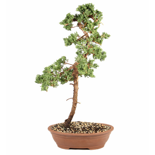 a small tree in a pot