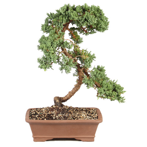 Green Mound Juniper - ST6324GMJ-S