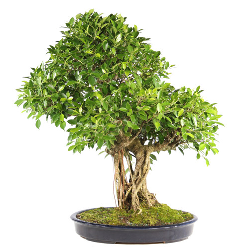 Golden Gate Ficus - ST6824GGF-A