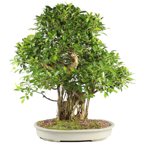Golden Gate Ficus - ST6824GGF-B