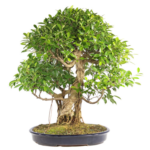 Golden Gate Ficus - ST6824GGF-D