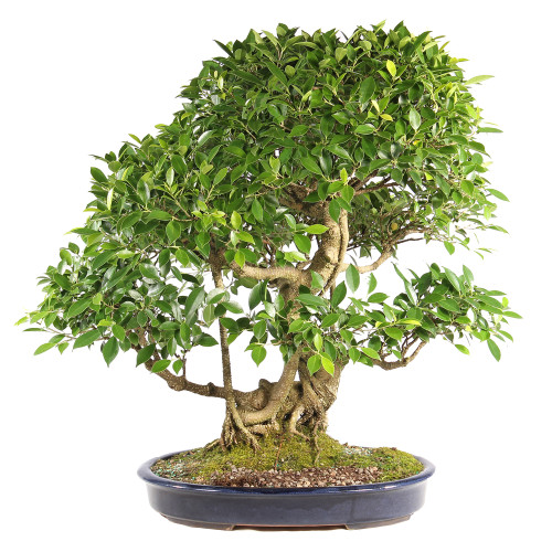 Golden Gate Ficus - ST6824GGF-E
