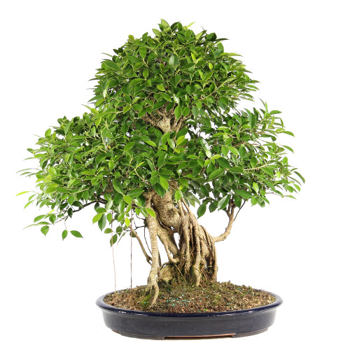 a bonsai tree in a pot