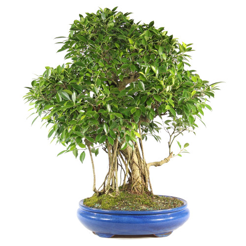 Golden Gate Ficus - ST6824GGF-G