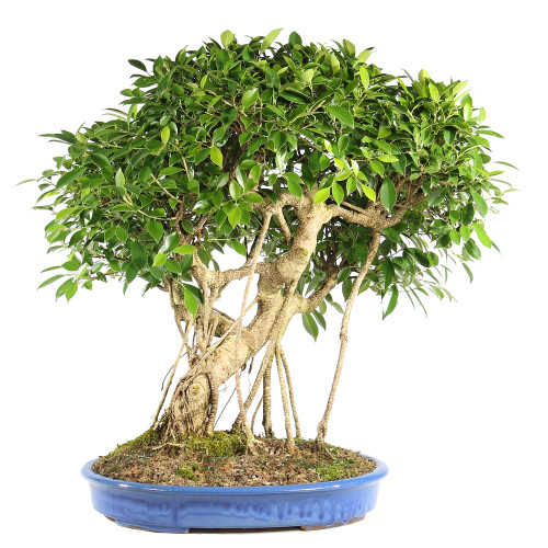 Golden Gate Ficus - ST6824GGF-H