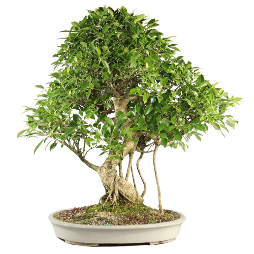 Golden Gate Ficus - ST6824GGF-I