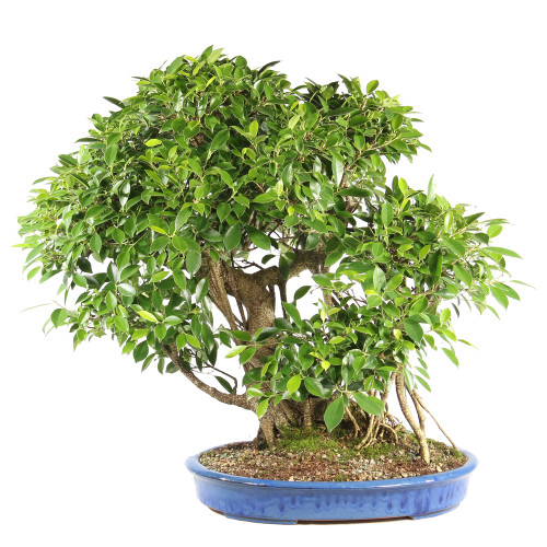 Golden Gate Ficus - ST6824GGF-J