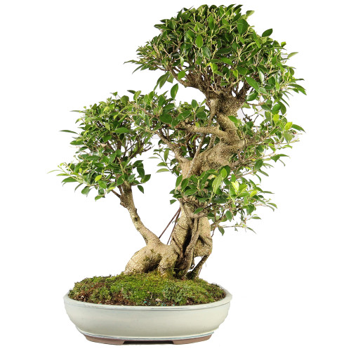 Golden Gate Ficus - ST7024GGF-J
