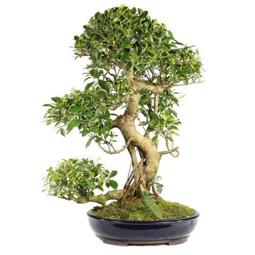 Golden Gate Ficus - ST7024GGF-K