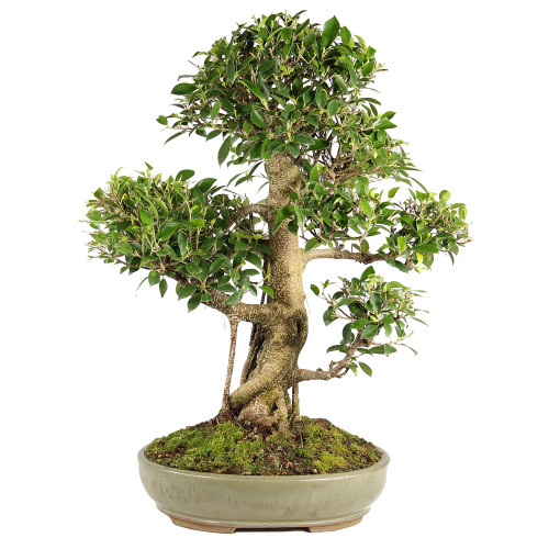 Golden Gate Ficus - ST7024GGF-L