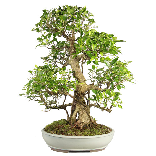 Golden Gate Ficus - ST7024GGF-M