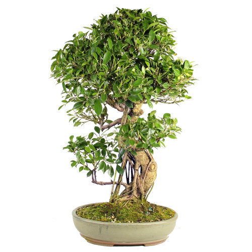 Golden Gate Ficus - ST7024GGF-N