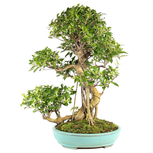 Golden Gate Ficus - ST7024GGF-O