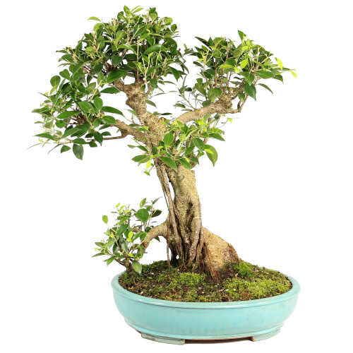 a bonsai tree in a blue pot