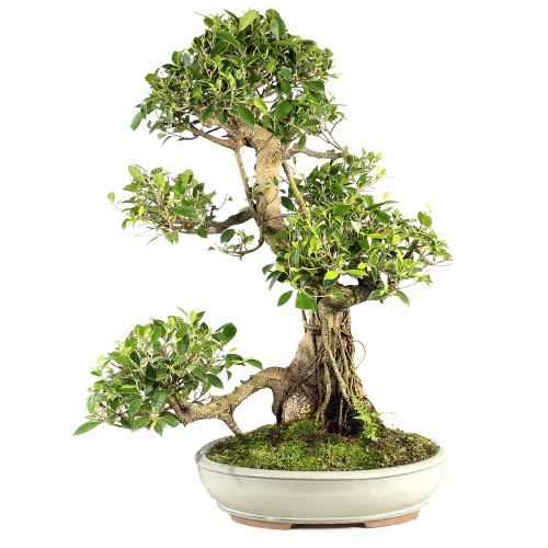 Golden Gate Ficus - ST7024GGF-Q