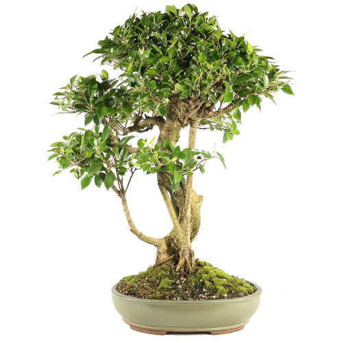 Golden Gate Ficus - ST7024GGF-R