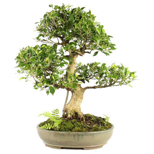 Golden Gate Ficus - ST7024GGF-T