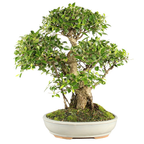 Golden Gate Ficus - ST7024GGF-V