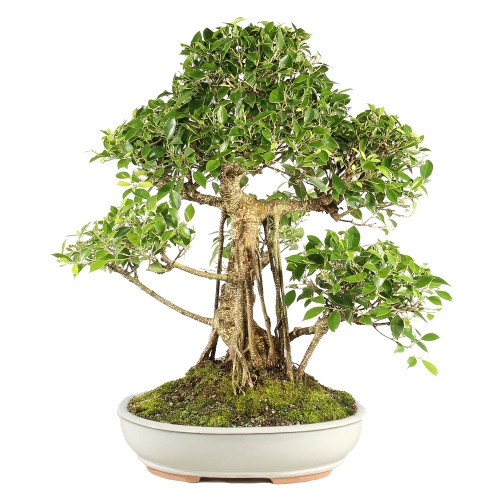 Golden Gate Ficus - ST7024GGF-W