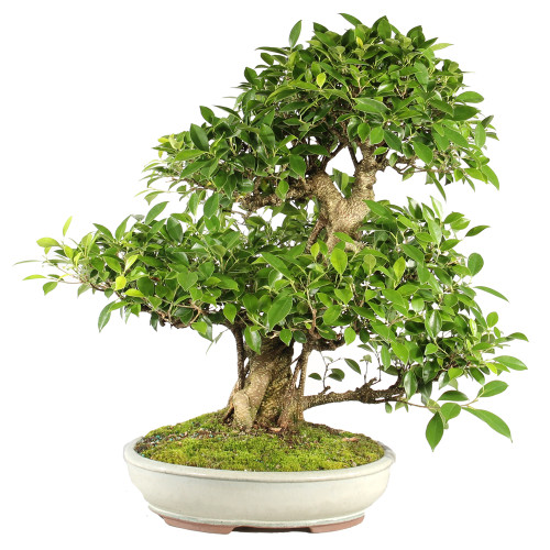 Golden Gate Ficus - ST7024GGF-Y