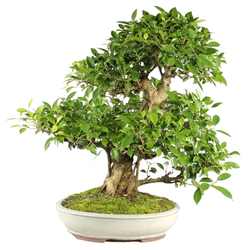 a bonsai tree in a pot