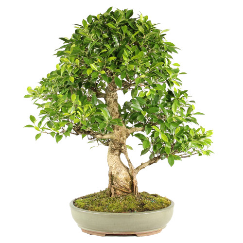 Golden Gate Ficus - ST7024GGF-Z