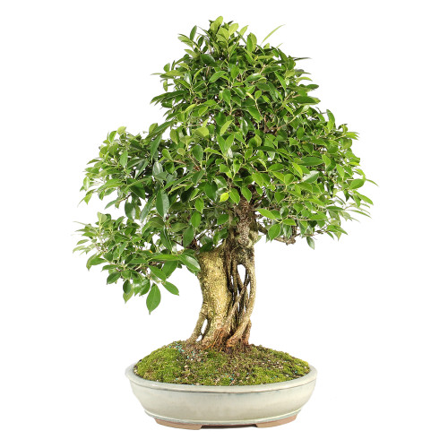 Golden Gate Ficus - ST7124GGF-A