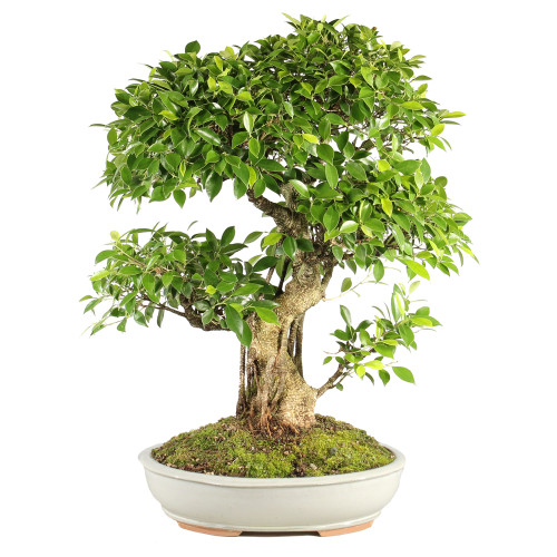 Golden Gate Ficus - ST7124GGF-D
