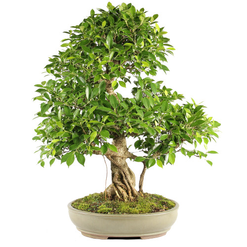 Golden Gate Ficus - ST7124GGF-E