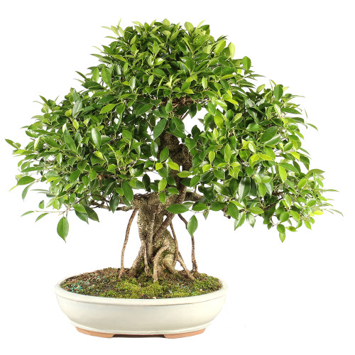 Golden Gate Ficus - ST7124GGF-F