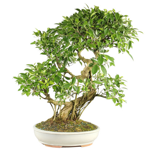 Golden Gate Ficus - ST7124GGF-G