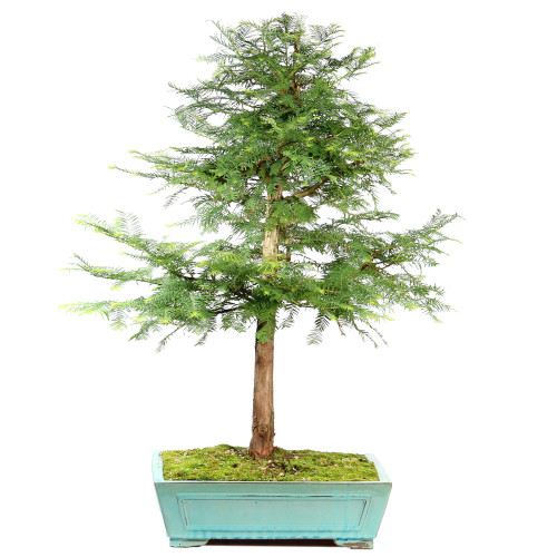 Dawn Redwood - ST7424DR-E
