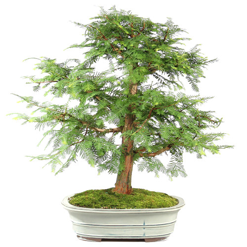 Dawn Redwood - ST7424DR-J